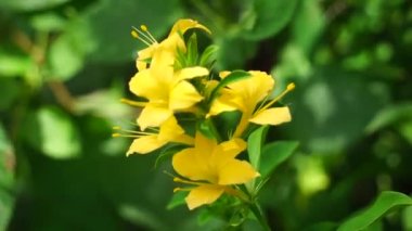 Barleria prionitis (Barleria prionitis, Prionitis hystrix, bunga landak, jarong, kembang, landep, landep, landhep). Geleneksel tıpta boğmaca ve tüberküloz tedavisinde kullanılır..