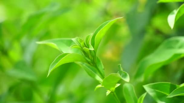 Barleria Prionitis Barleria Prionitis Prionitis Hystrix Bunga Landak Jarong Kembang — Vídeo de stock