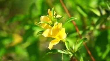 Barleria prionitis (Barleria prionitis, Prionitis hystrix, bunga landak, jarong, kembang, landep, landep, landhep). Geleneksel tıpta boğmaca ve tüberküloz tedavisinde kullanılır..