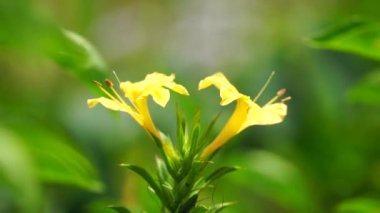 Barleria prionitis (Barleria prionitis, Prionitis hystrix, bunga landak, jarong, kembang, landep, landep, landhep). Geleneksel tıpta boğmaca ve tüberküloz tedavisinde kullanılır..