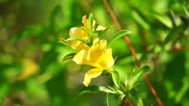 Barleria Prionitis Barleria Prionitis Prionitis Hystrix Bunga Landak Jarong Kembang — Αρχείο Βίντεο