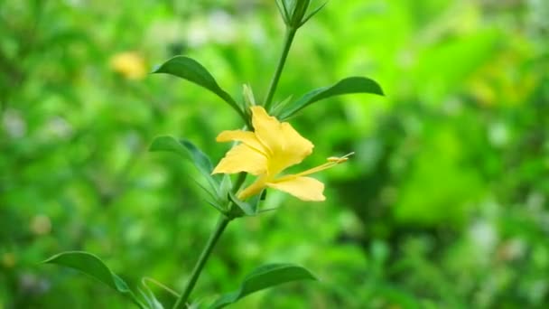 Barleria Prionit Barleria Prionit Prionit Hystrix Bunga Landak Jarong Kembang — Stockvideo