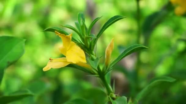 Barleria Prionitis Barleria Prionitis Prionitis Hystrix Bba Landak Jarong Kembang — стоковое видео