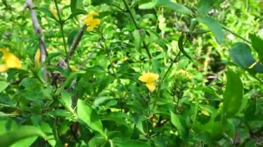 Barleria prionitis (Barleria prionitis, Prionitis hystrix, bunga landak, jarong, kembang, landep, landep, landhep). Geleneksel tıpta boğmaca ve tüberküloz tedavisinde kullanılır..