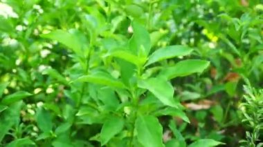 Barleria prionitis (Barleria prionitis, Prionitis hystrix, bunga landak, jarong, kembang, landep, landep, landhep). Geleneksel tıpta boğmaca ve tüberküloz tedavisinde kullanılır..