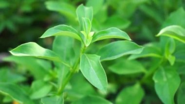 Barleria prionitis (Barleria prionitis, Prionitis hystrix, bunga landak, jarong, kembang, landep, landep, landhep). Geleneksel tıpta boğmaca ve tüberküloz tedavisinde kullanılır..