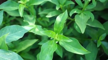 Barleria prionitis (Barleria prionitis, Prionitis hystrix, bunga landak, jarong, kembang, landep, landep, landhep). Geleneksel tıpta boğmaca ve tüberküloz tedavisinde kullanılır..