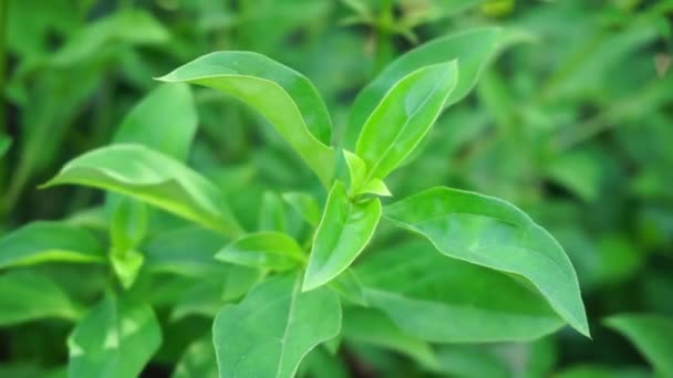 Prionite Barleria Prionite Barleria Prionite Hystrix Bunga Landak Jarong Kembang — Vídeo de Stock