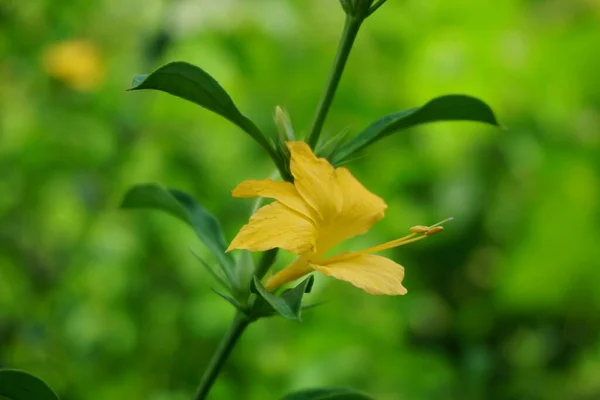 Barleria Prionitis Barleria Prionitis Prionitis Hystrix Bunga Landak Jarong Kembang — Photo