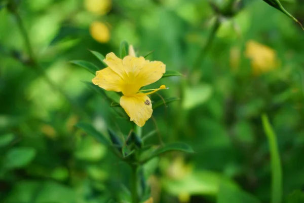 Barleria Prionitis Barleria Prionitis Prionitis Hystrix Bunga Landak Jarong Kembang — Stock fotografie