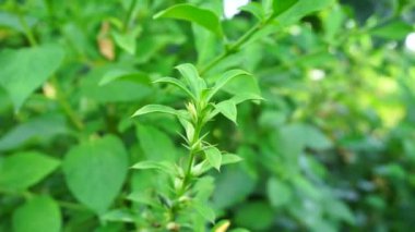 Barleria prionitis (Barleria prionitis, Prionitis hystrix, bunga landak, jarong, kembang, landep, landep, landhep). Geleneksel tıpta boğmaca ve tüberküloz tedavisinde kullanılır..