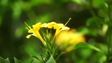 Barleria prionitis (Barleria prionitis, Prionitis hystrix, bunga landak, jarong, kembang, landep, landep, landhep). Geleneksel tıpta boğmaca ve tüberküloz tedavisinde kullanılır..