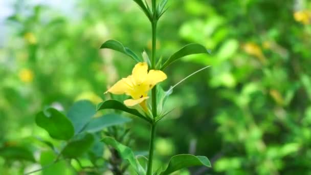 Barleria Prionitis Barleria Prionitis Prionitis Hystrix Bunga Landak Jarong Kembang — Stockvideo