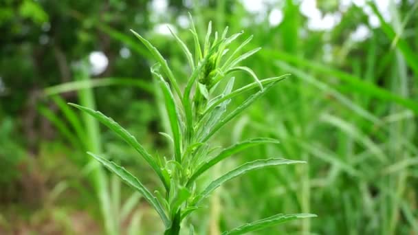 Zielony Jelantir Zwany Również Erigeron Bonariensis Monyenyen Erigeron Linifolius Conyza — Wideo stockowe