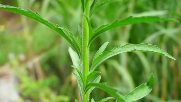 Зеленый Jelantir Называемый Erigeron Bonariensis Monyenyen Erigeron Linifolius Conyza Sumatrensis — стоковое видео