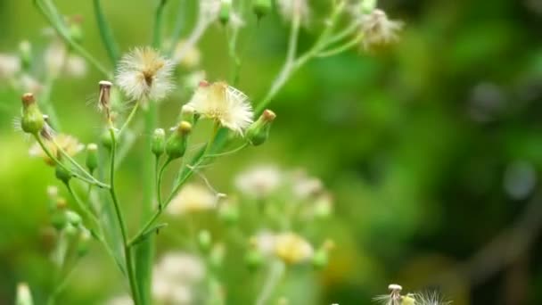 Zielony Jelantir Zwany Również Erigeron Bonariensis Monyenyen Erigeron Linifolius Conyza — Wideo stockowe