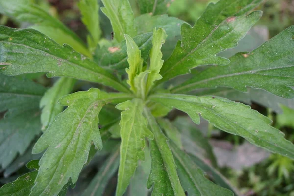 緑色のジェランティア 別名エリゲロン ボナリエンシス Monyen Erigeron Linifolius Conyza Sumatrensis 自然の背景を持っています 漢方薬に使用 — ストック写真