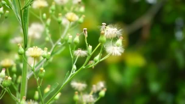 Zielony Jelantir Zwany Również Erigeron Bonariensis Monyenyen Erigeron Linifolius Conyza — Wideo stockowe