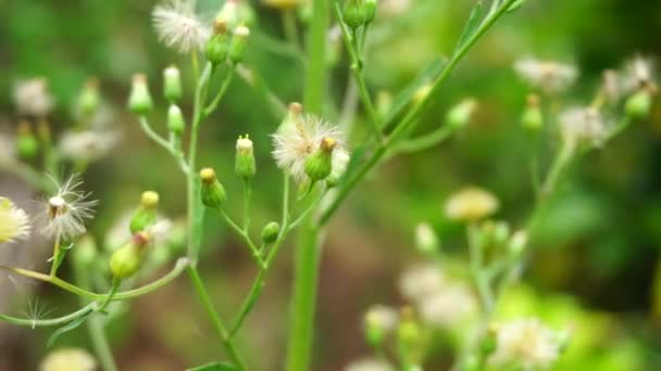 Zielony Jelantir Zwany Również Erigeron Bonariensis Monyenyen Erigeron Linifolius Conyza — Wideo stockowe