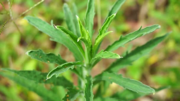 具有自然背景的绿色果冻 也称为Erigeron Bonariensis Monyenyen Erigeron Linifolius Conyza Sumatrensis 在草药中使用 — 图库视频影像