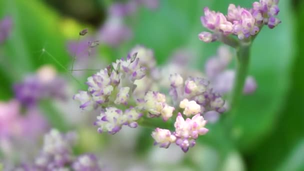 Blomkål Med Naturlig Bakgrund — Stockvideo