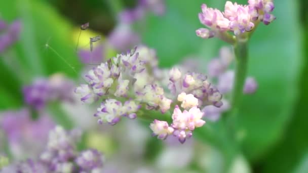Blomkål Med Naturlig Bakgrund — Stockvideo