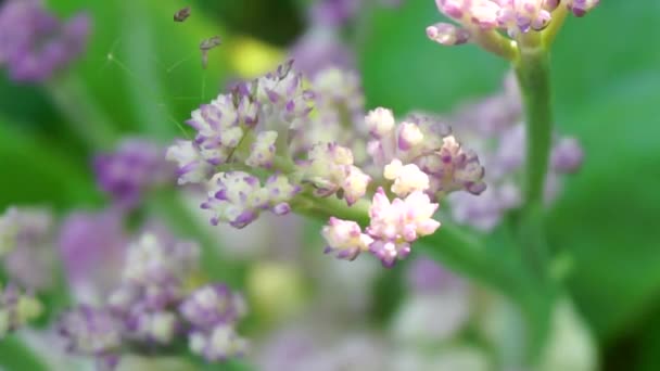 Couve Flor Com Fundo Natural — Vídeo de Stock