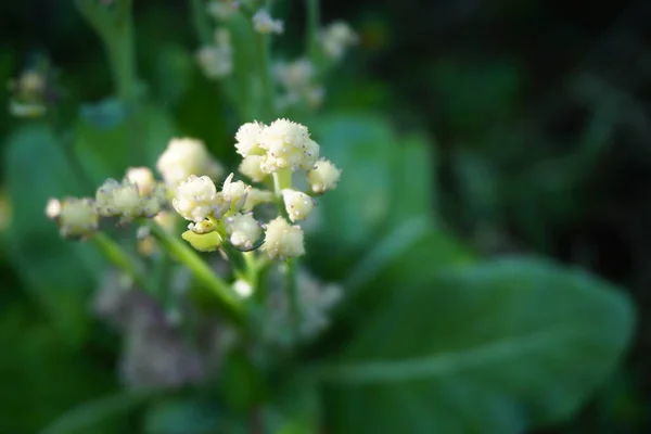 Blumenkohl Mit Natürlichem Hintergrund — Stockfoto