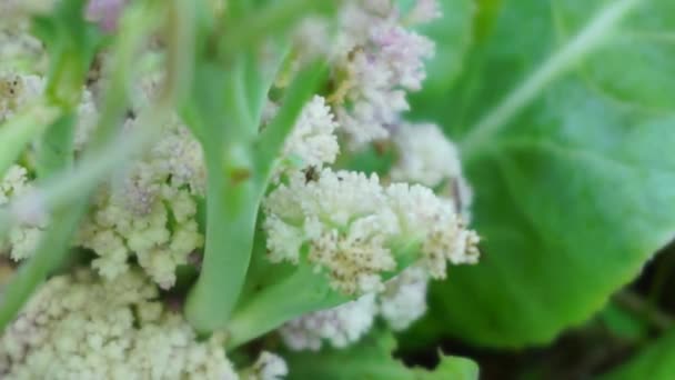 Blomkål Med Naturlig Bakgrund — Stockvideo