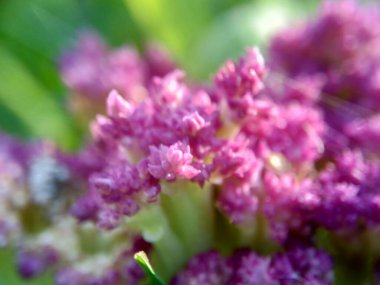 Doğal bir geçmişi olan karnabahar.