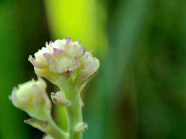 Doğal bir geçmişi olan karnabahar.
