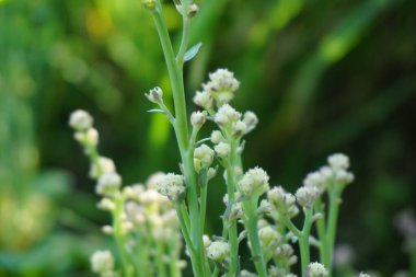 Doğal bir geçmişi olan karnabahar.