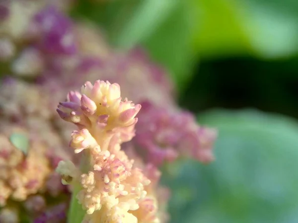 Couve Flor Com Fundo Natural — Fotografia de Stock