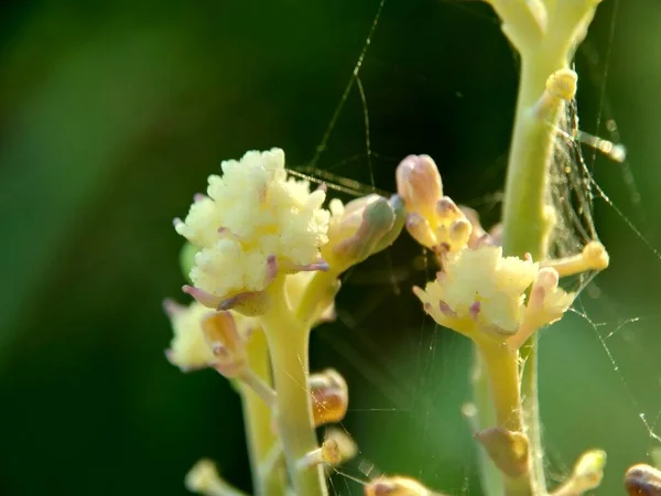 Bloemkool Met Een Natuurlijke Achtergrond — Stockfoto