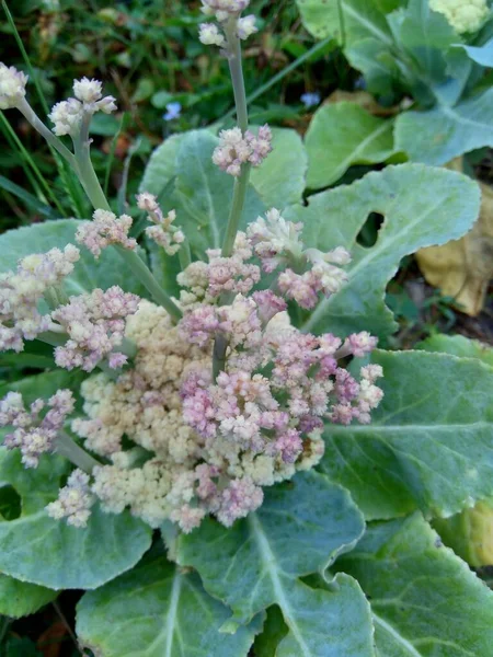 Blomkål Med Naturlig Bakgrund — Stockfoto