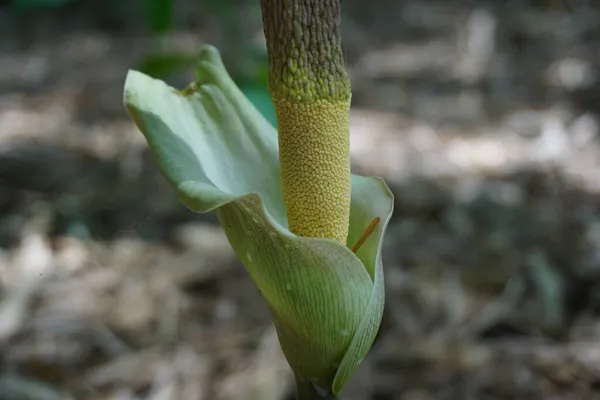 Amorphophallus Paeoniifolius Bloem Suweg Porang Olifant Voet Yam Whitespot Reuzenarum — Stockfoto