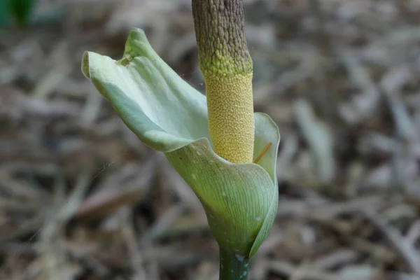 Amorphophallus Peeoniifolius Çiçeği Suweg Porang Fil Ayağı Yer Elması Beyaz — Stok fotoğraf