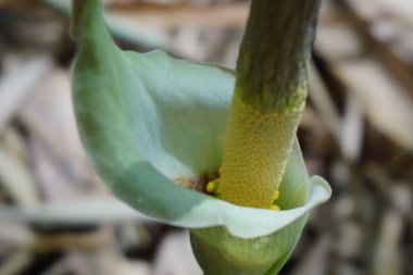 Amorphophallus peeoniifolius çiçeği (suweg, porang, fil ayağı yer elması, beyaz tencere, dev arum) doğal bir arka plana sahiptir.