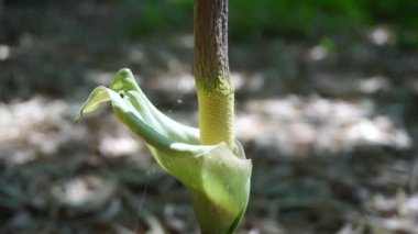 Amorphophallus peeoniifolius çiçeği (suweg, porang, fil ayağı yer elması, beyaz tencere, dev arum) doğal bir arka plana sahiptir.