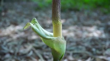 Amorphophallus peeoniifolius çiçeği (suweg, porang, fil ayağı yer elması, beyaz tencere, dev arum) doğal bir arka plana sahiptir.