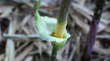 Amorphophallus peeoniifolius çiçeği (suweg, porang, fil ayağı yer elması, beyaz tencere, dev arum) doğal bir arka plana sahiptir.