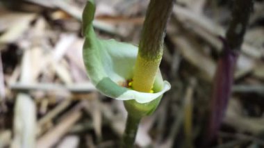 Amorphophallus peeoniifolius çiçeği (suweg, porang, fil ayağı yer elması, beyaz tencere, dev arum) doğal bir arka plana sahiptir.