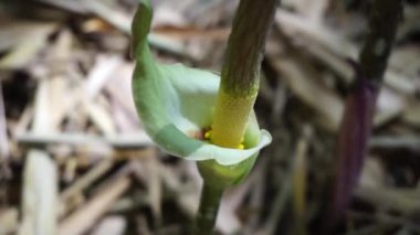 Amorphophallus peeoniifolius çiçeği (suweg, porang, fil ayağı yer elması, beyaz tencere, dev arum) doğal bir arka plana sahiptir.