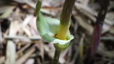 Amorphophallus peeoniifolius çiçeği (suweg, porang, fil ayağı yer elması, beyaz tencere, dev arum) doğal bir arka plana sahiptir.