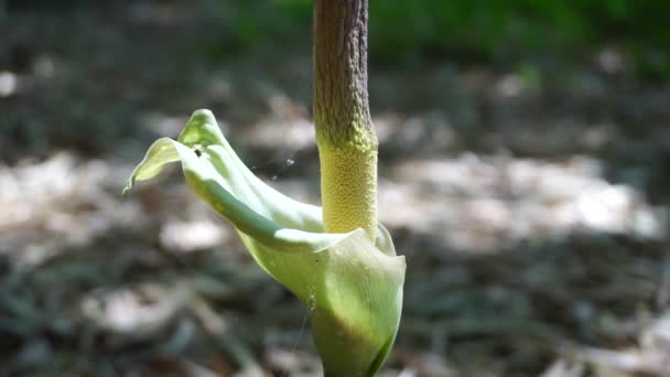 Amorphophallus Paeoniifolius Bloem Suweg Porang Olifant Voet Yam Whitespot Reuzenarum — Stockvideo