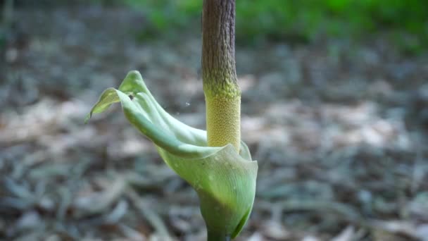 Amorphophallus Paeoniifolius Flower Suweg Porang Elephant Foot Yam Whitespot Giant — Stock Video