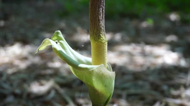 Amorphophallus Paeoniifolius Flower Suweg Porang Elephant Foot Yam Whitespot Giant — ストック動画