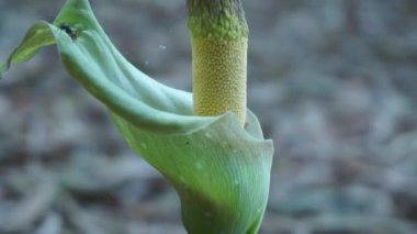Amorphophallus peeoniifolius çiçeği (suweg, porang, fil ayağı yer elması, beyaz tencere, dev arum) doğal bir arka plana sahiptir.
