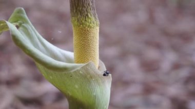 Amorphophallus peeoniifolius çiçeği (suweg, porang, fil ayağı yer elması, beyaz tencere, dev arum) doğal bir arka plana sahiptir.