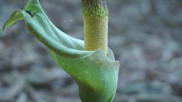 Amorphophallus Paeoniifolius Bloem Suweg Porang Olifant Voet Yam Whitespot Reuzenarum — Stockvideo